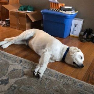 Meet your Posher, Lisa